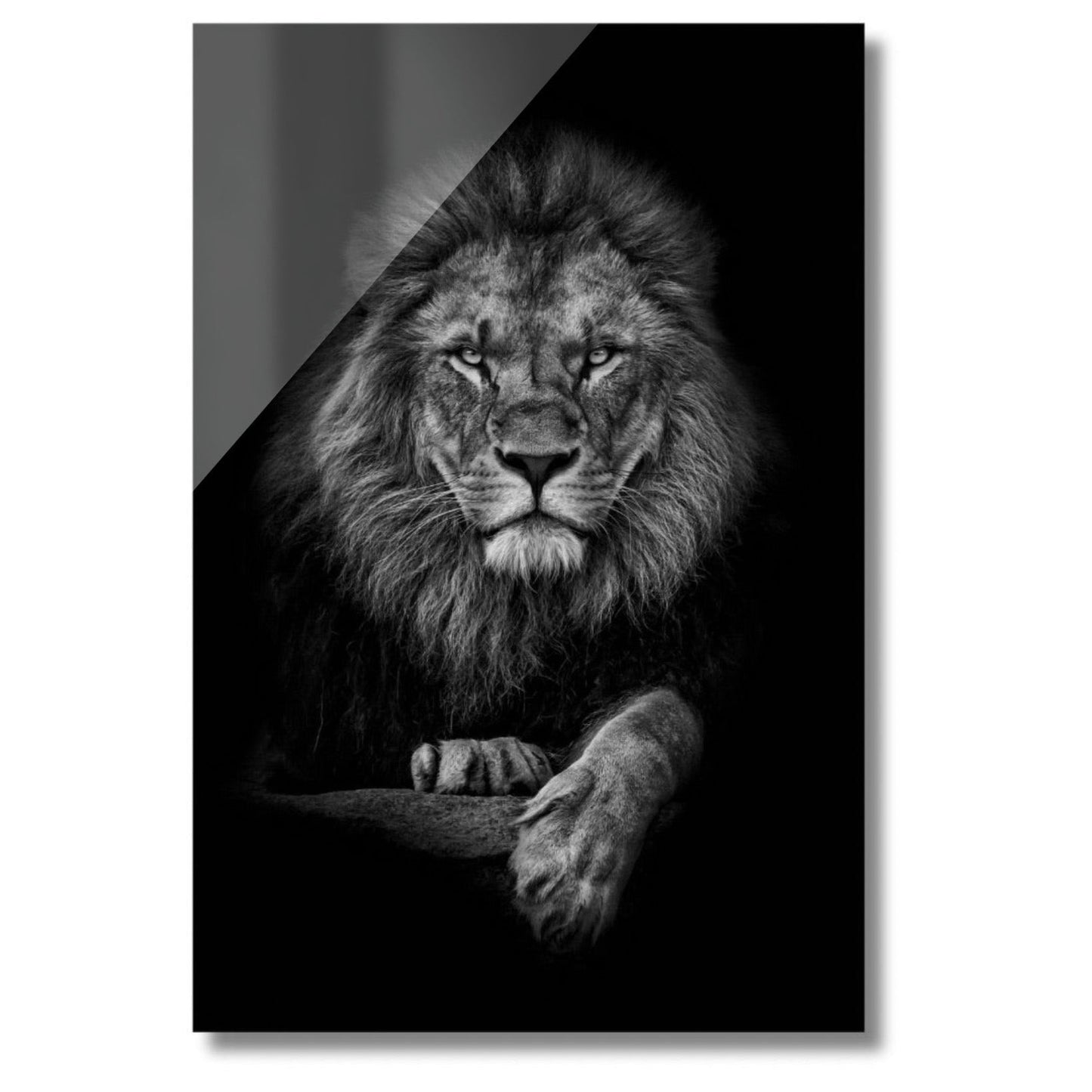 Lion's Walk
