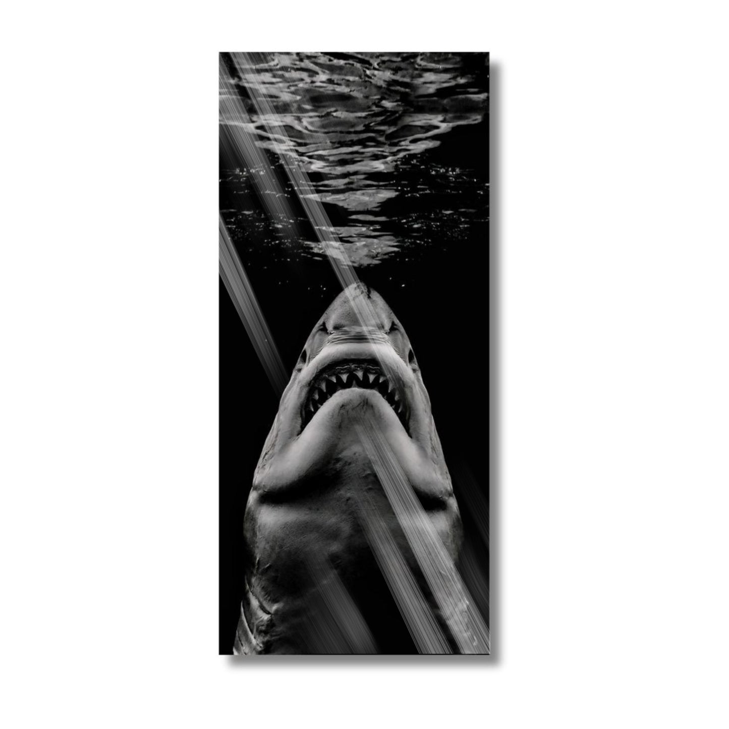 B & W Shark