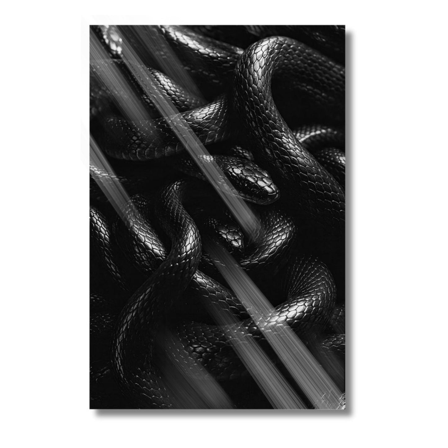 Black Snakes