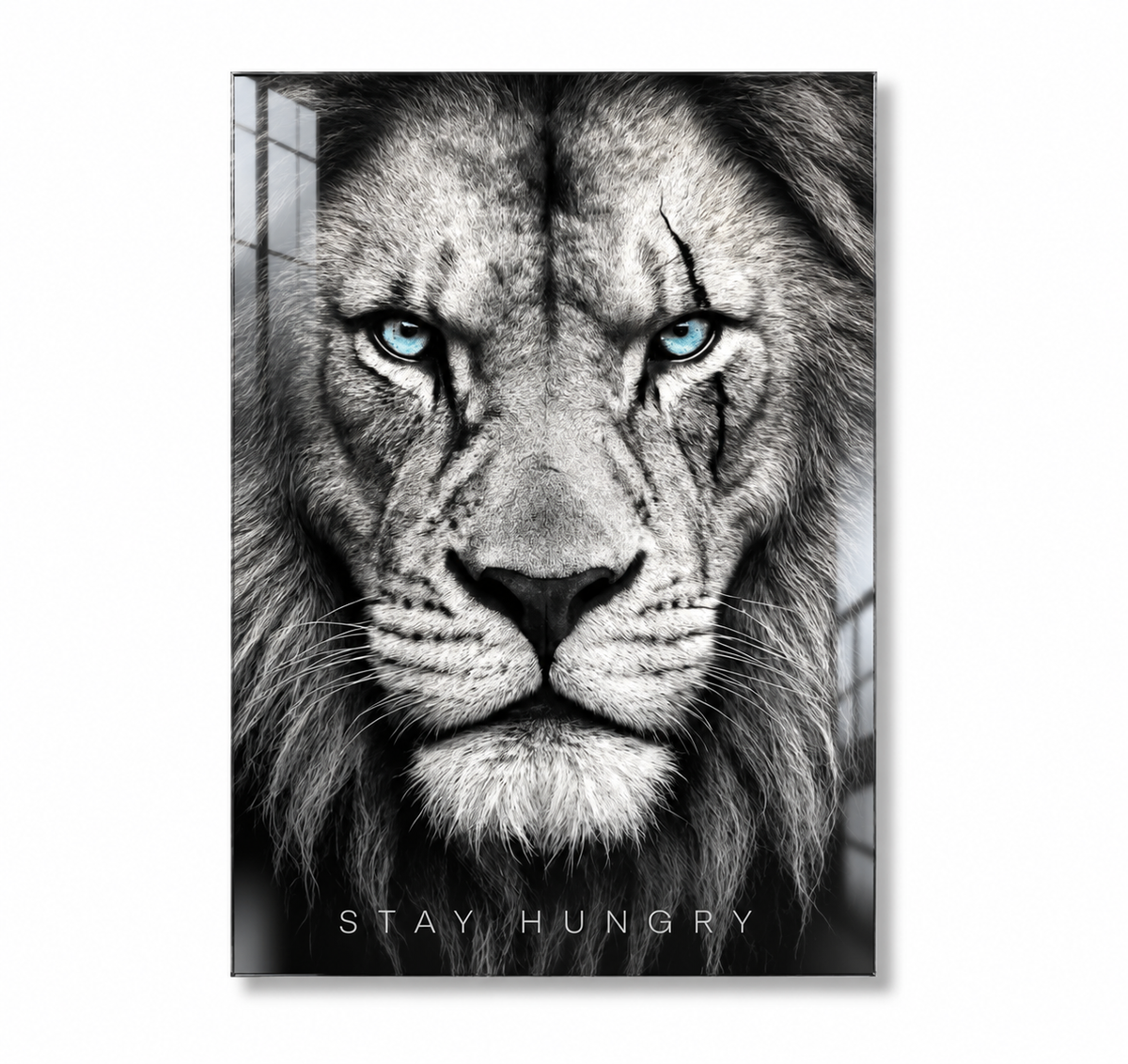 Stay Hungry Lion