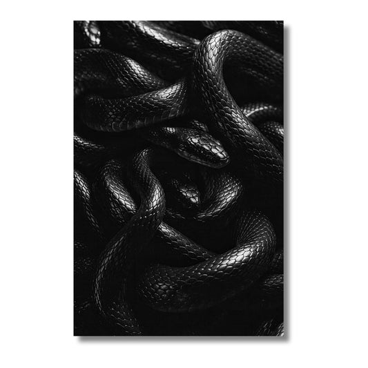Black Snakes