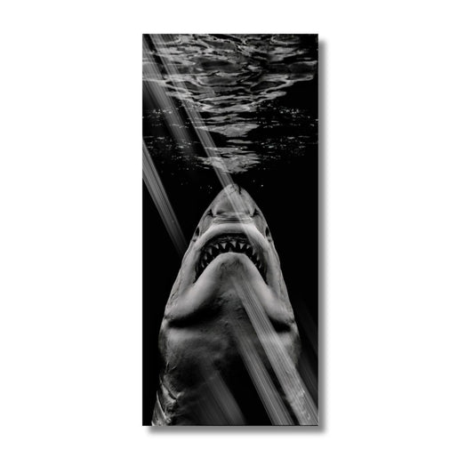 B & W Shark