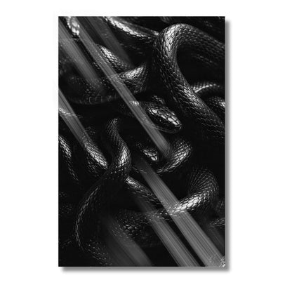 Black Snakes