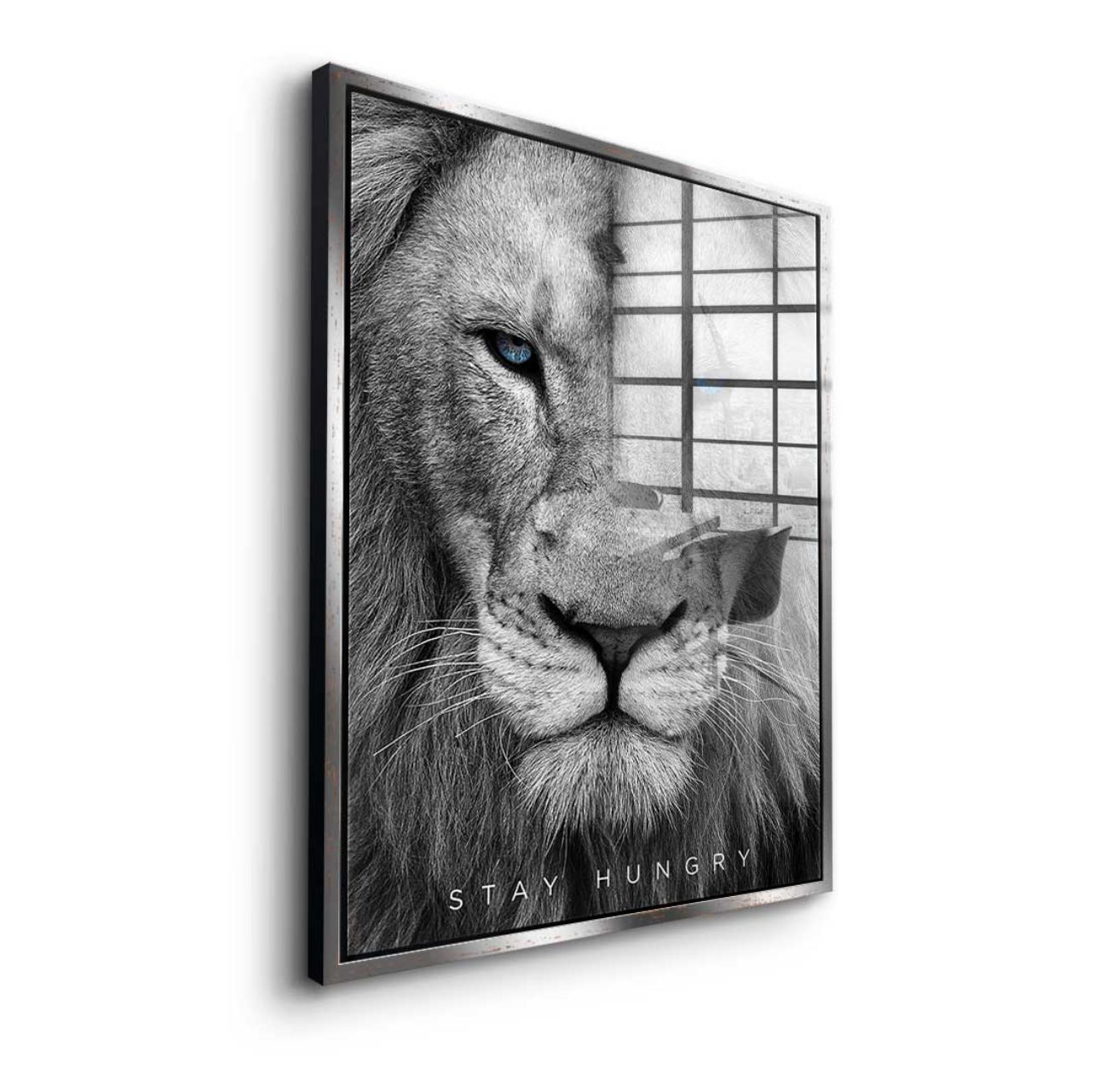 Stay Hungry Lion
