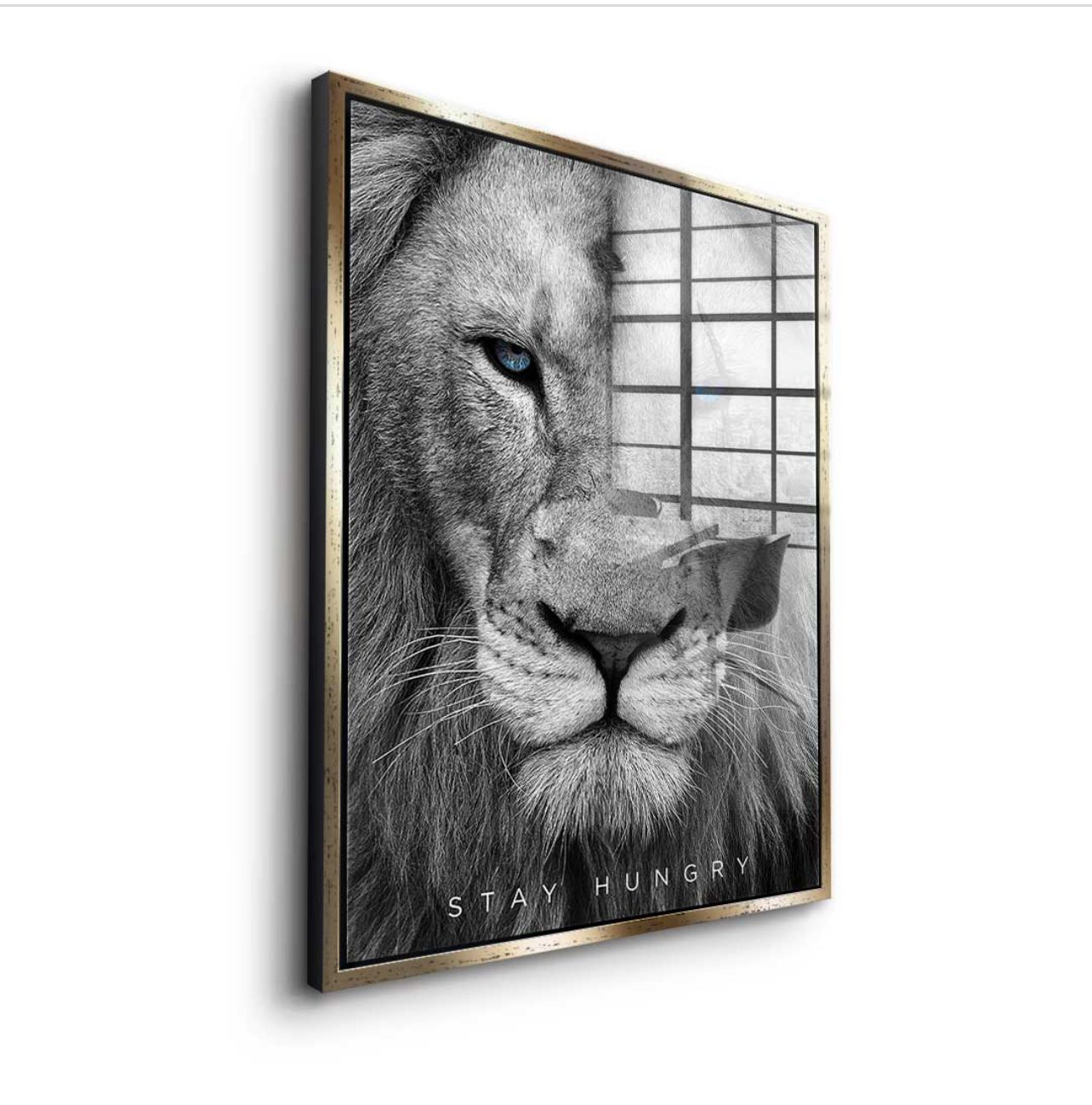 Stay Hungry Lion