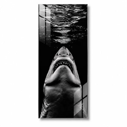 B & W Shark