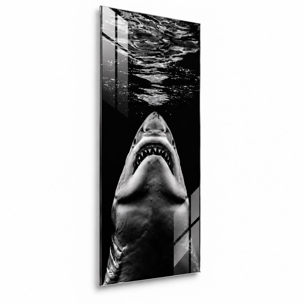 B & W Shark